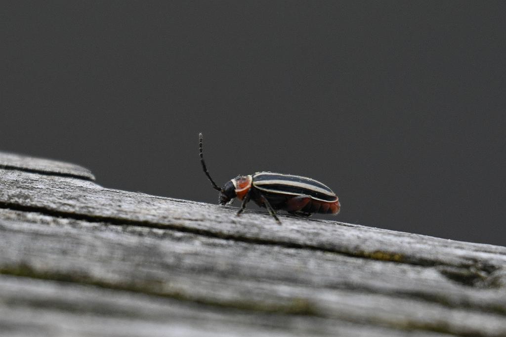 2025-05087813 Ipswitch River Wildlife Sanctuary, MA.JPG - Tall FLea Beetle (Disonycha procera). Ipswitch River Wildlife Refuge, MA, 5-8-2025